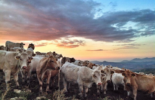 Ridocco Agriturismo - Photo 16