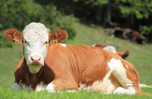 Alpinus Agriturism - Photo 65