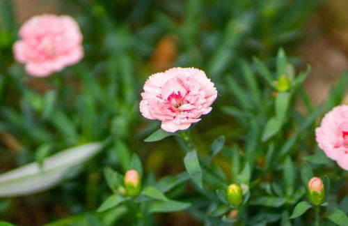 APPARTAMENTI LE GINESTRE 10 - Foto 19