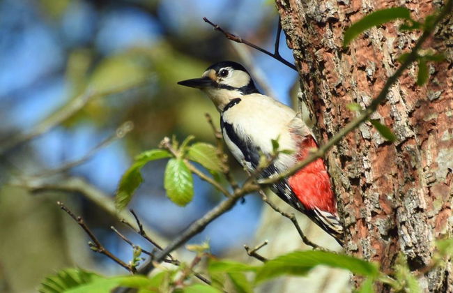 Elm Grove Country House - Foto 6