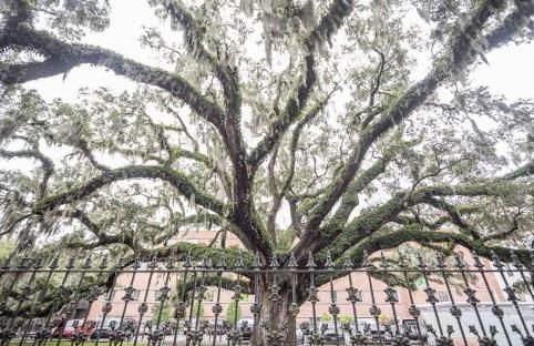 Lynwood Collection on Forsyth 6A by Lucky Savannah - Foto 33