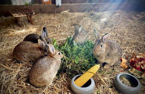 Boswachtershuis Goed Malberg - Foto 18