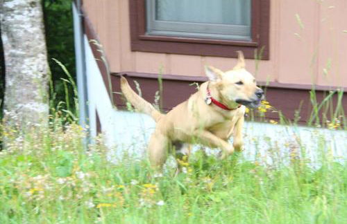 Cozy Cabin Walkable to Beech Mt Resort - Foto 26