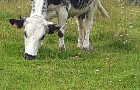 MUNSTER camping de la FECHT - Foto 14