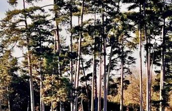 Luxury suite arc de triomphe 130sqm - Foto 3