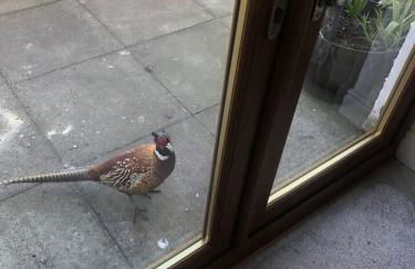 Ruthven House Holiday Cottages - Foto 12