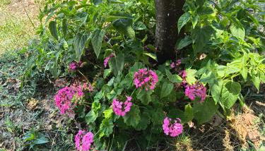 Avocado house - Photo 2