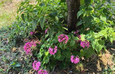 Avocado house - Photo 2