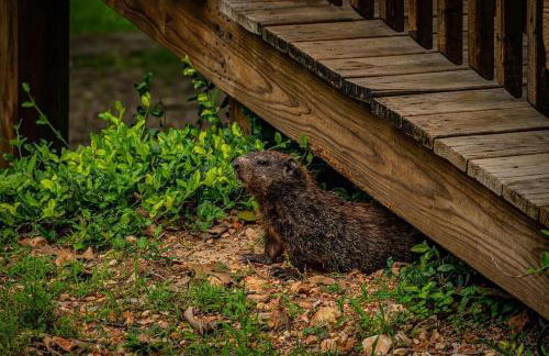 Moose Lodge w/HotTub - Foto 31