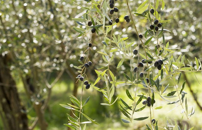 Relais Poggio Borgoni - Foto 47
