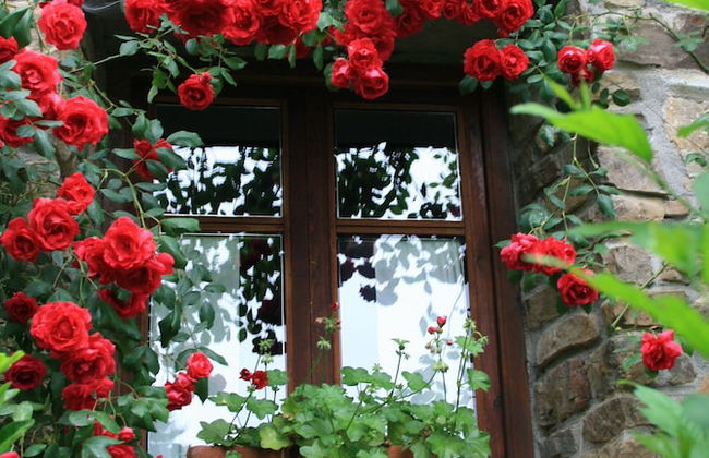 Agroturismo Amalau - Photo 14