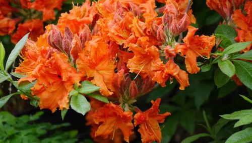 Fewo Lutterow - Foto 2