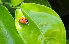 Finca Sa Cova de Mallorca - Foto 51