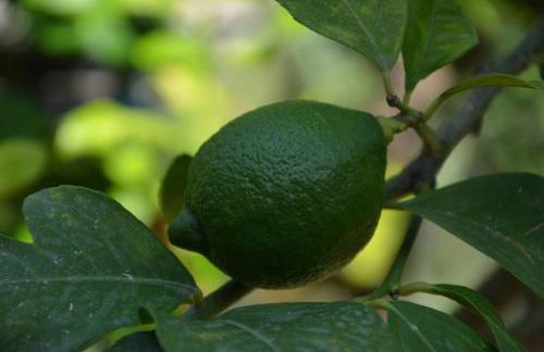 Appartamento per 2 persone con vista sulle Eolie Casa Spisidda "Lipari" - Foto 6