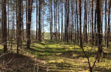 Smolniki Leśna Oaza - Foto 18