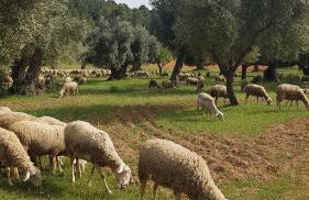 Casa la Tia - Foto 51