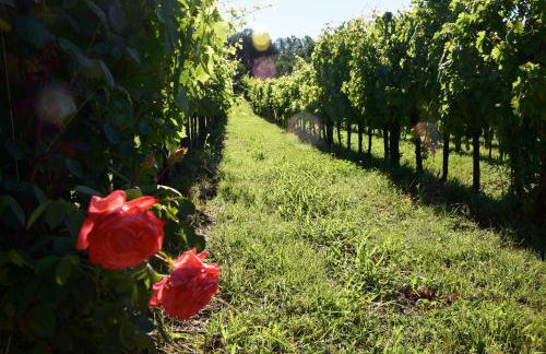 Agriturismo Podere Villa Alessi - Foto 9