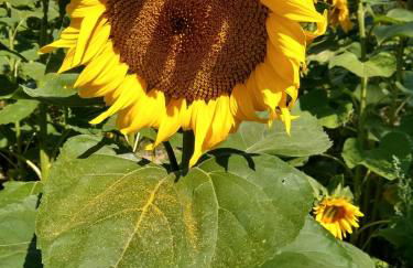 Zwei Seen Ferienhaus - Foto 31