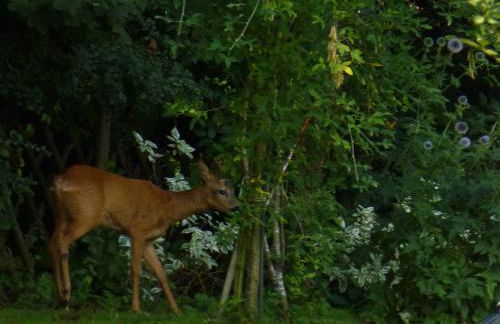 Land des Friedens in Nettersheim / Eifel - Photo 24