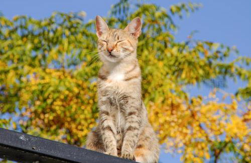 Heracles Guesthouse - Photo 43