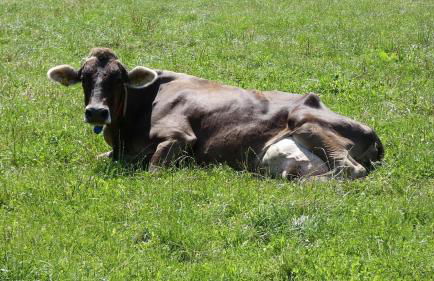 Ferienwohnung Nr 4, Lechbruck-Gründl, Allgäu - Foto 19