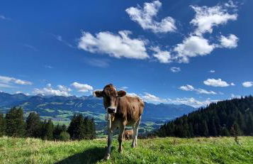 FeWo Allgäuzeit mit WLAN Oberstaufen Steibis - Foto 22
