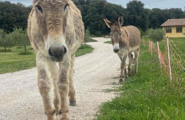 Azienda agricola Panorama - Foto 8