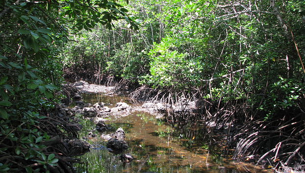 Jozani National Park Tour - Photo 4