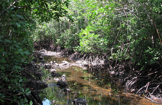 Jozani National Park Tour - Photo 4