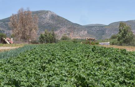 Ambelakia Studios - Foto 17