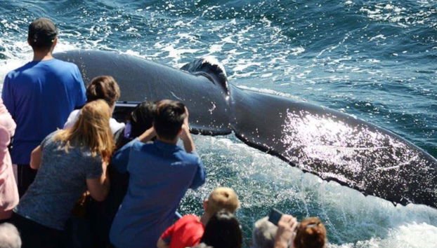 Observation de baleines