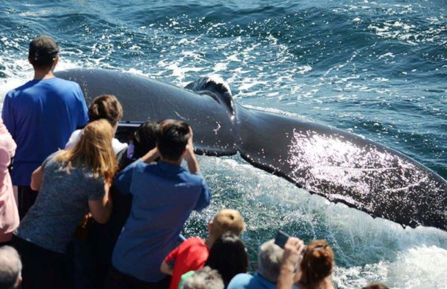 Boston Whale Watching Cruise - Foto 4