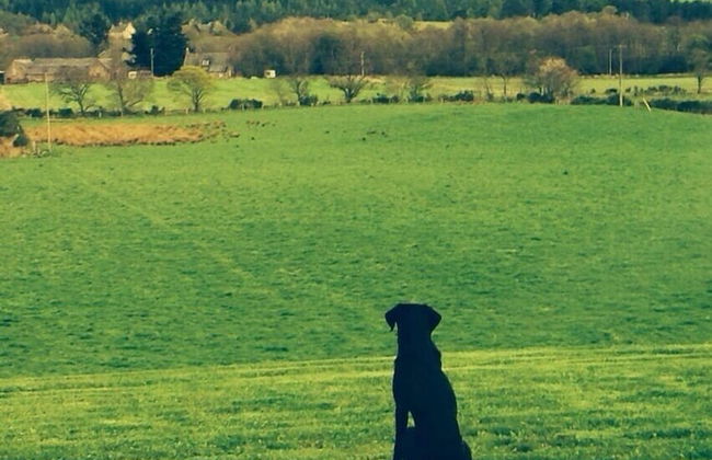 Finzean Estate Holiday Cottages - Foto 18