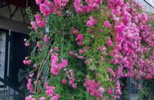 Orange Lemon Garden - Foto 43