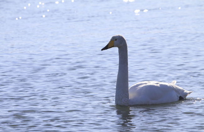 THE LODGE ABASHIRI - Foto 80