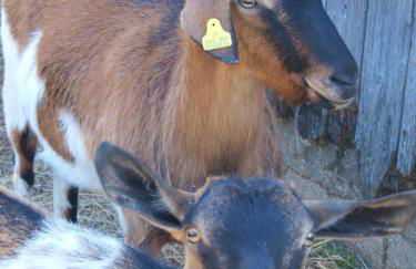 Agriturismo Becerca Vegan - Foto 54