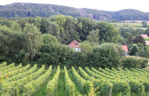 FeWo Harling - Waldsamkeit - Foto 11