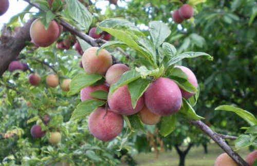 Tenuta Fortelongo - Foto 101