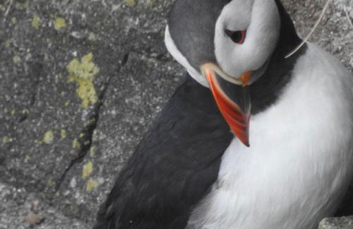 Dunnottar Cottage - Foto 68