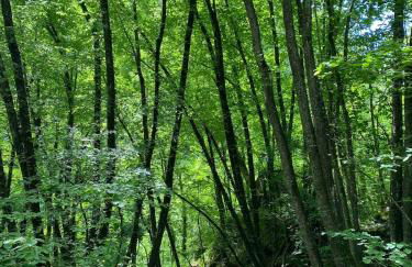 Casa Angiolino, angolo di pace vicino all'Orrido di Gea - Photo 34