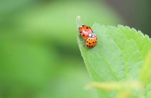 Mecklenbü mit Teich, Kamin, Sauna und Hotpott - Foto 17