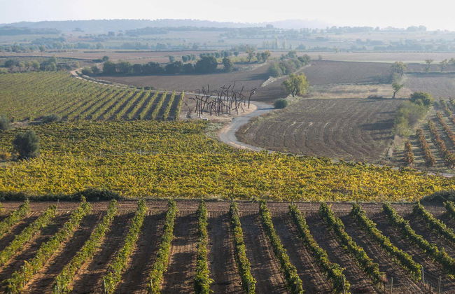 Visit to the ENATE winery - Photo 5