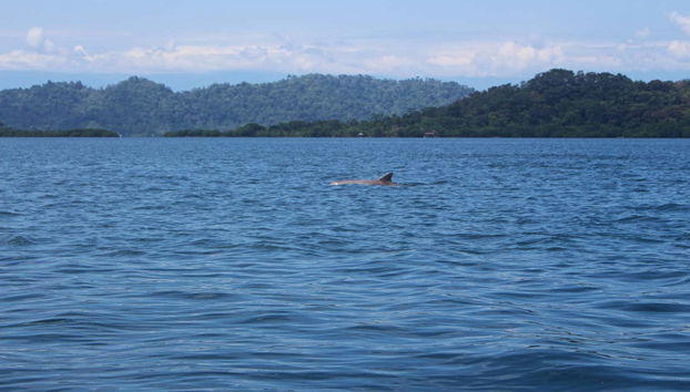 Zapatilla Island & Coral Cay Boat Tour - Foto 4