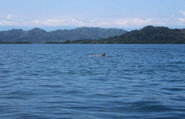 Zapatilla Island & Coral Cay Boat Tour - Foto 4