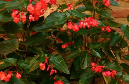 Appartamenti Arena - Foto 16