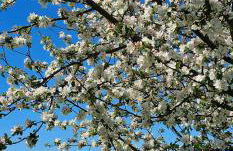 Ferienhaus in der historischen Altstadt von Angermünde - Foto 35