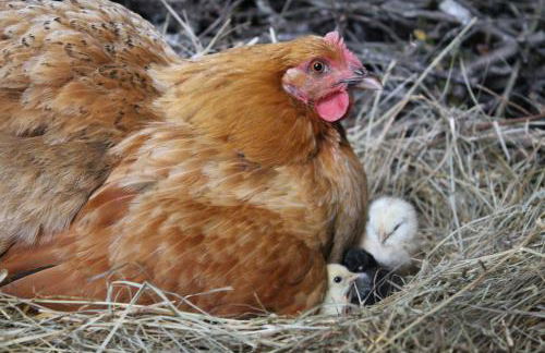 Le Refuge aux étoiles - Foto 15
