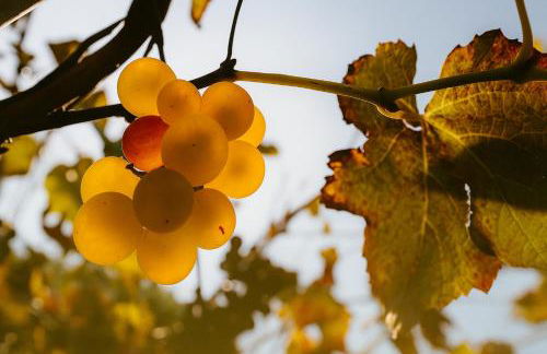 Trere Agriturismo - Foto 48