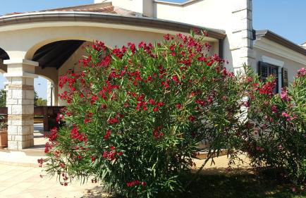 Villa Parenzo - Foto 11