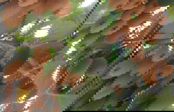 Apartments Jovana - Foto 28